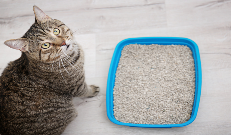 Pretty Litter Cat Litter: The Inside Scoop Cost & Review